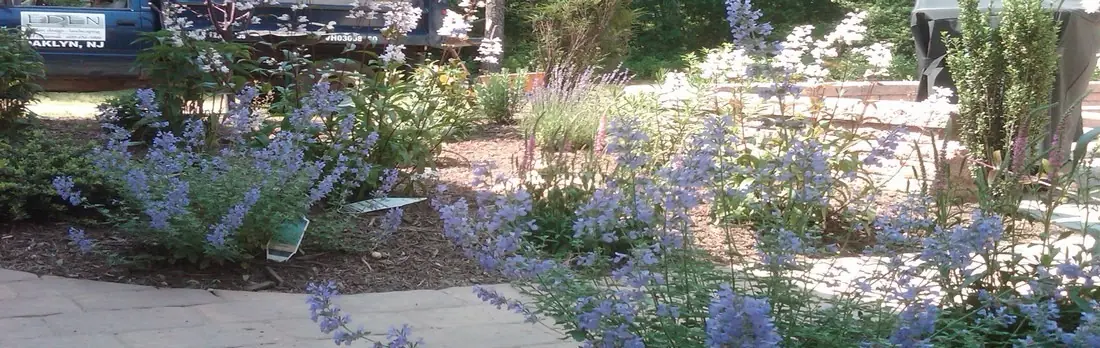 Native flower abundance.jpg